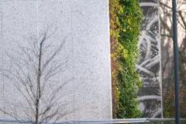 Wall with greenery 