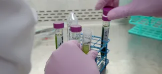 protoplast work